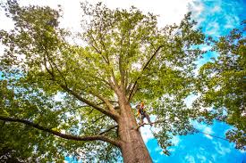 How Our Tree Care Process Works  in  Abbeville, SC